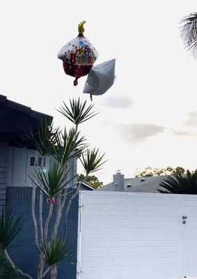 Balloons from the dollar tree store