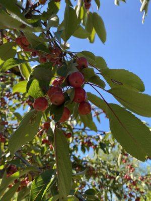 Close up of the tiny crab apples