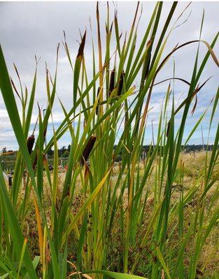 Cattails! Haven't seen these in a while!