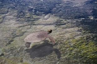 Honu (sea turtle in Hawaiian) at the Place of Refuge, Big Island of Hawaii