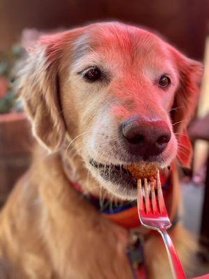 Our Golden, Bear, loving the meatballs