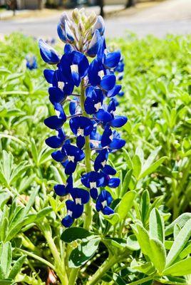 Spring is here and we got the bluebonnets to prove it.