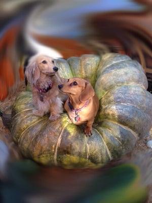 Pumpkin and Blondie...pumpkin patch fixtures.