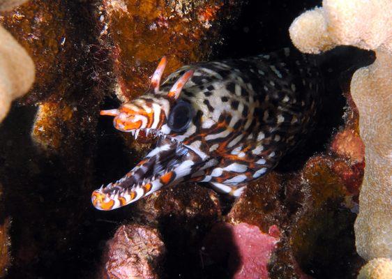 dragon moray