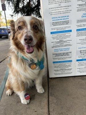 Voting drop box