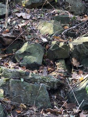 Leaves with trash blown into protected green space by Brightview