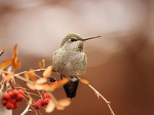 Anna's Hummingbird at Star Nursery!