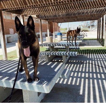 Jenko & Mishka doing some training at the park!