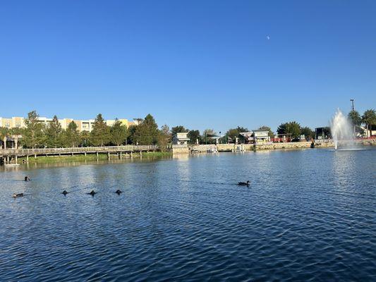 View from the swan boats