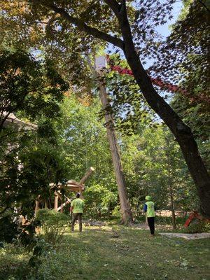 4 man crew removing a 80+ foot tree, exposed roots with a 20percent angle towards our 1917 home!