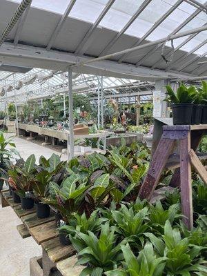 Plants in the greenhouse located in the back half of Gerych's