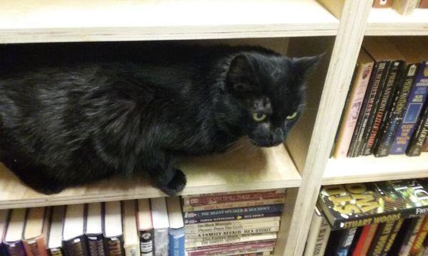 The Professional Shop Cat, Isis, helping rearrange a shelf.