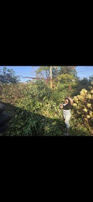 Brush piles removal bigger than the customers garage