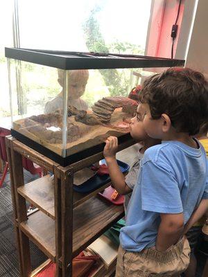 Observing the class pet in Primary room 2