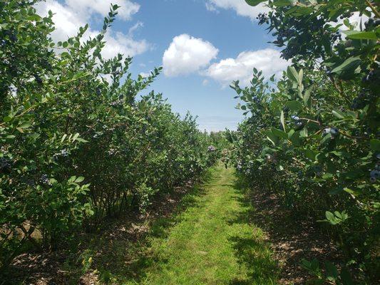 West Wind Fruit Farm