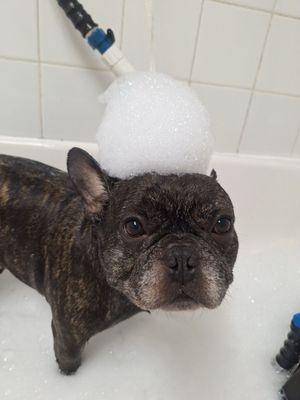 French bulldog taking a bath