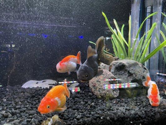 Ranchu goldfish