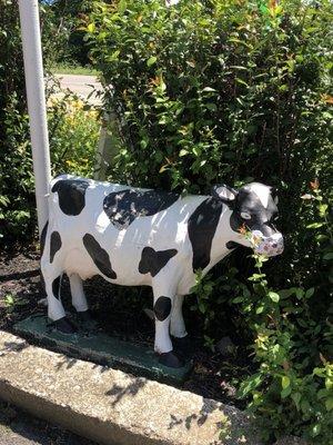 Holstein Dairy Cow with the appropriate face mask!