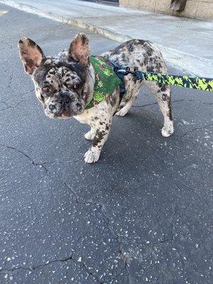 Mello and his bandana