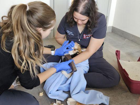 Dr. Ellie and Nurse Megan cleaning the wound.   They sat on the floor with my cat and when she was stressing, they took a break to calm her.