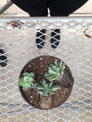 Potting little succulents