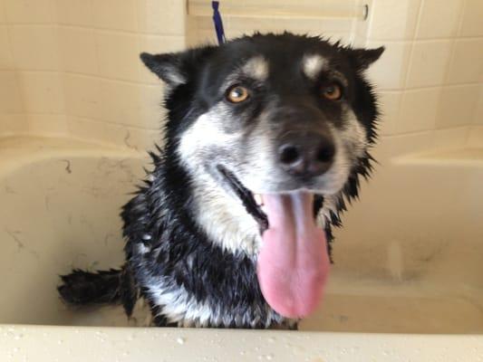 Sparky loves his bath time!