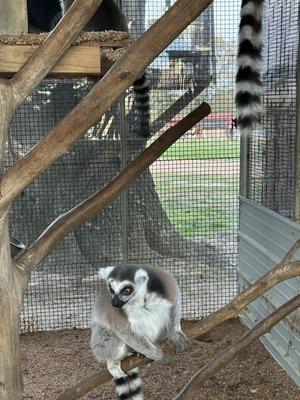 We loved visiting the lemurs on our walks