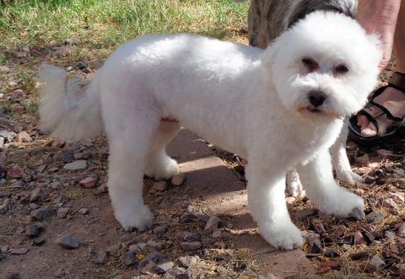 This is Lambchop, finally looking like a Bichon thanks to Apache Tails!