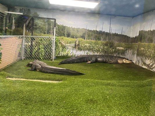 Alligator in a too small enclosure