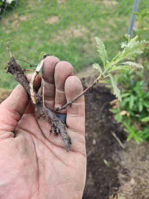 From old stem of a Russian sage.