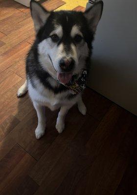 Cody in our guest house looking adorable with his marvel bandana