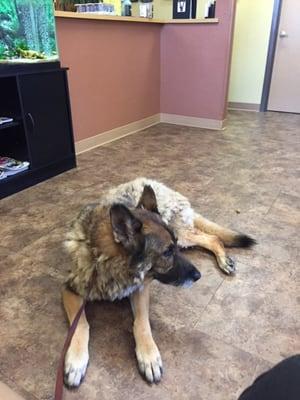 My dog blitz waiting for his annual check up