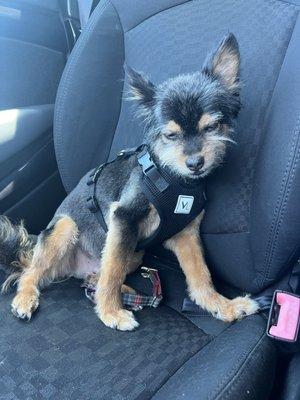 Baxter Telling Me not to take his photo in the car after his new haircut