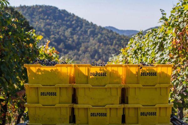 Harvested grapes