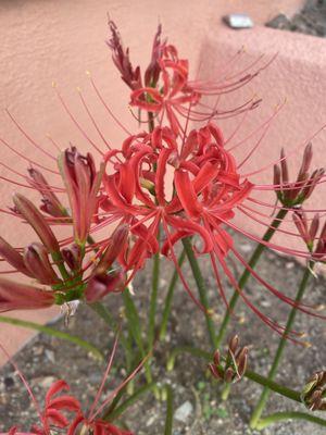 Beautiful flowers outside