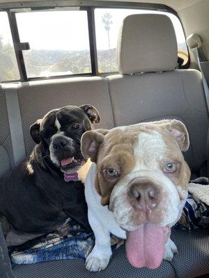 Our two dogs actually get excited to see their vet friends.