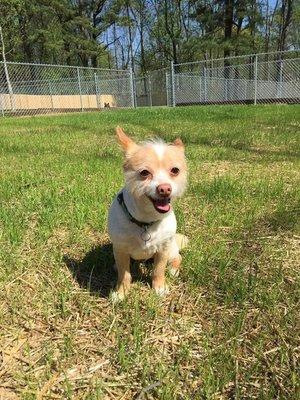 Ava during her stay at House of Paws. She looks so happy!