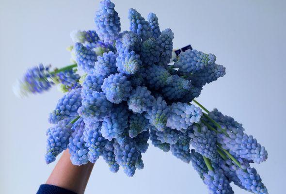 grape hyacinth.