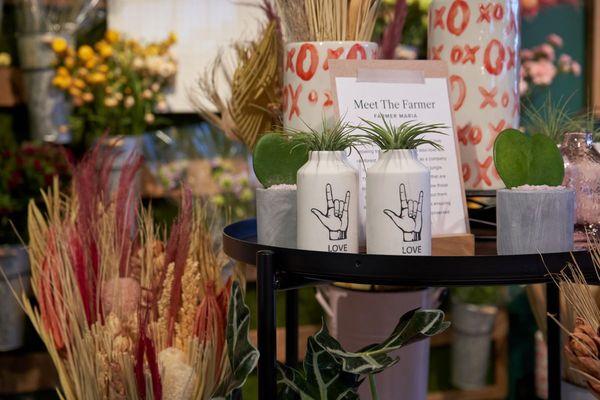 Dried flowers and plants