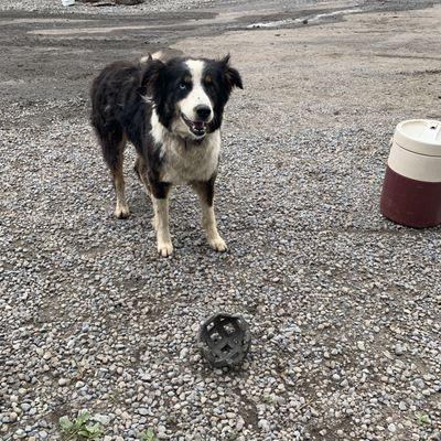 Welcome dog, Sadie, who loves to play catch!