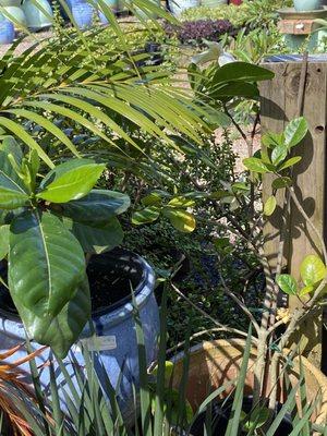 Potted gardenia