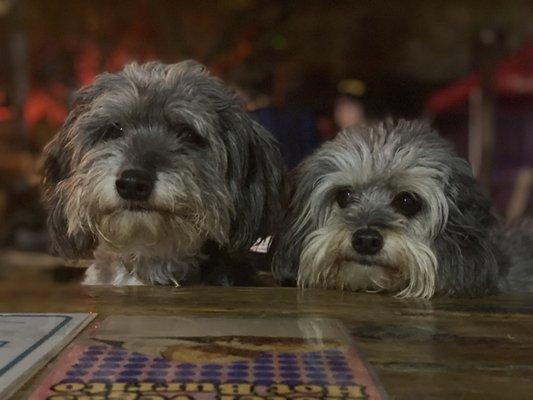 puppers waiting for their sweet potato treats!