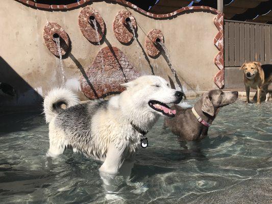 Roo in the wading pool at Dog Ranch.