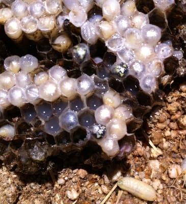 Wasp nest uncovered