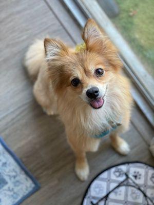 Pika the Pomeranian with Sung's cut and bath