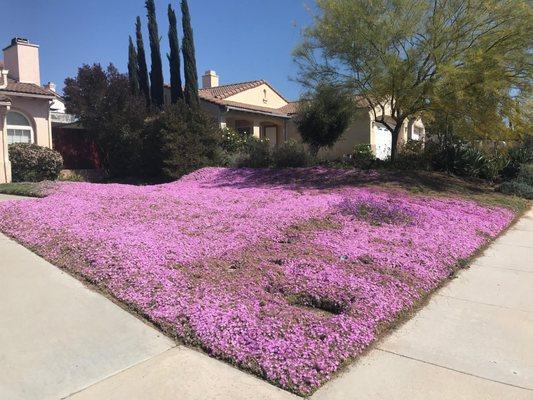 This is my front yard after Earthco got here.  They made my front yard drought tolerant yet look awesome!!  Thank you so much!!