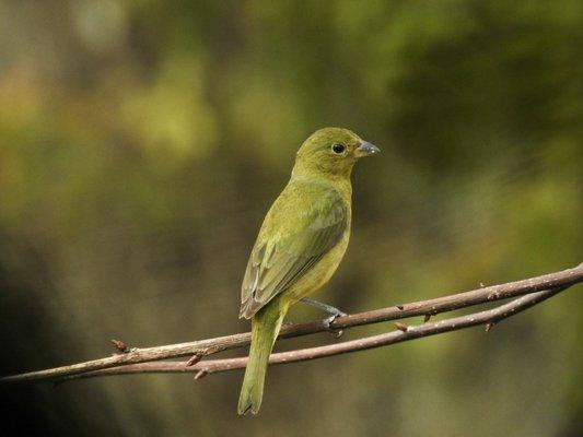 Painted Bunting