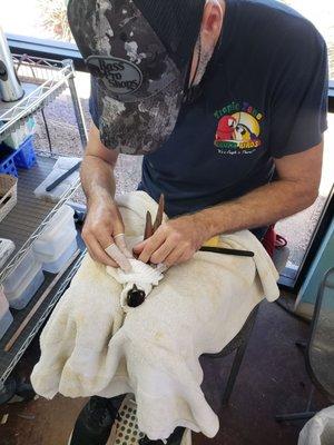 Fancy getting her toes trimmed.