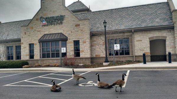 When bankers away, geese will play!!! :)