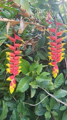 Lobster claw plant - so cool!